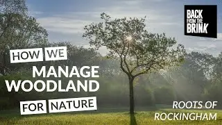 Managing woodland for nature - Roots of Rockingham