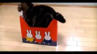 Смешные видео котики  Видео приколы про кошек