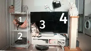 Watch This Before You Adopt a Cat or Kitten in an Apartment!