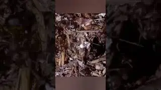Лесные муравьи | 