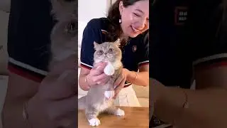 dancing cat