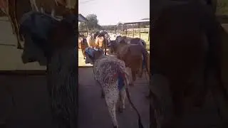 VACADA GIR SAINDO DA ORDENHA DA TARDE.