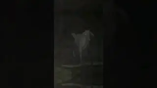 RESOLVÍ QUE ES EL CHUPACABRAS 
