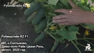 Рубинштейн RZ F1
