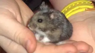 RIP Cheerio
