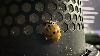 Little friend how TF DID YOU GET THERE MACRO MODE
