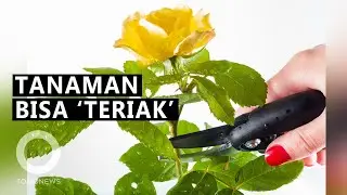 Inilah Suara Tanaman 'Teriak' Saat Stres