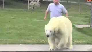Лучшие приколы! Смешное видео! Смешные животные! Смешные приколы! Приколы! ТП! 245