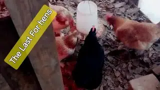 The Last 4 Hens have heated water@JacquelineJaroffaith #hen #chickens