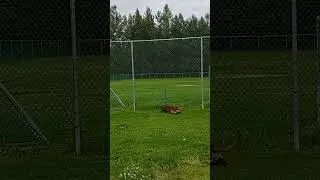 training dog to climb the fence