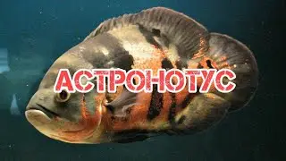 АСТРОНОТУС. СОДЕРЖАНИЕ И РАЗВЕДЕНИЕ В АКВАРИУМЕ