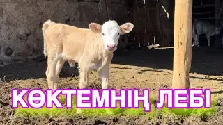 Қыстаудағы жағдай. Шаруашылыққа шолу!
