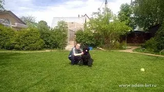 Сheerful BRT Big Dog * Большой веселый РЧТ
