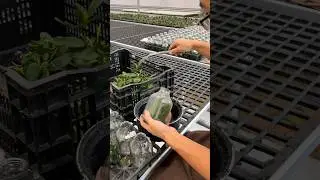 Orchid Farming 