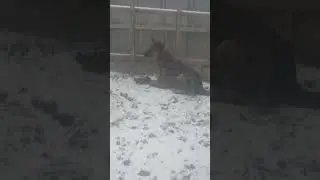 птичку жалко😪😭
