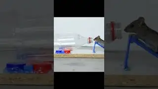 Bottle Mouse Trap 