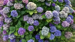 Красота гортензии/ Гортензии в Ванкувере/Hydrangea in Vancouver/ Любимое садовое растение