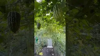 Waterfall long beans 摘不败高产豇豆 8/30/2024
