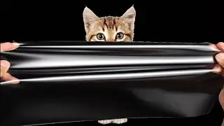 Кот VS Невидимая стена / Cats vs Invisible Wall