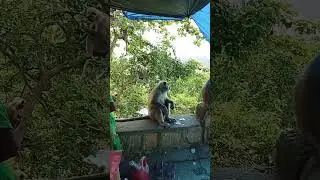 🐒Monkey eating Banana🍌. Funny 😆 Video 🎥.
