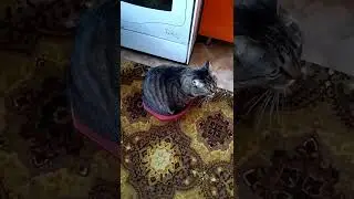 Кот и тазик/Забавные животные/Тебе нормально там? 