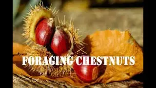 Chestnut Foraging