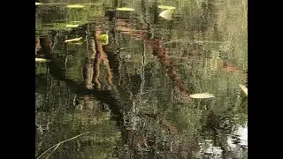 Still Waters