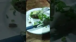Giló Recheado ao molho de alho Bar do Toninho sapolandia Aracruz do dia de 2022