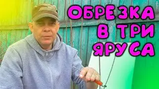 Ярусная обрезка в 3 уровня метельчатых гортензий для каскадного цветения