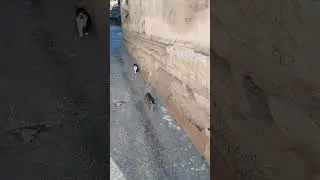 Мой кот и кошка