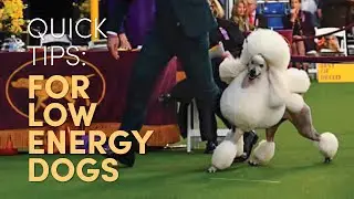 Quick Tips: Keeping Your Dog’s Energy Up at the Dog Show