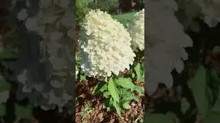 25 августа 2024 г.