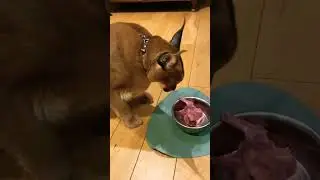 Агрессивная кошечка) #shorts