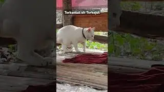 Kucing Kaget