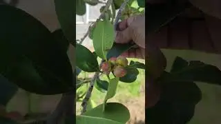 Who knows  what kind of this fruit? #shortsvideo #automobile #shorts #shortsviral #shortsfeed