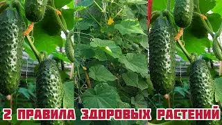 Два простых правила здоровых растений огурцов!