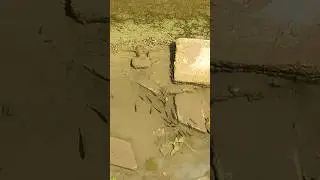 Irmakta göç eden minik balıklar.. #fish