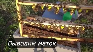 Выводим маток среднерусской породы