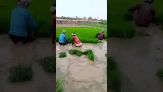 #धर्मेन्द्र_निरमलिया का नया धान रोपनी वीडियो 2024 | #Dharmendra_Nirmaliya Ka #song #shortsfunny