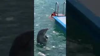 Поплавать с дельфинами на Кубе