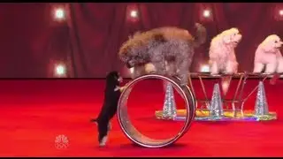 Dogs Doing Backs - The Olate Dogs - America's Got Talent Semifinals.mp4 puppy labradoodles