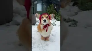 🧣утеплилась 🤍 #christmas #corgi #корги