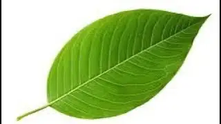 Leaf