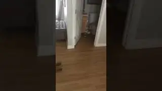 Dog Shreds Toilet Paper During Quarantine
