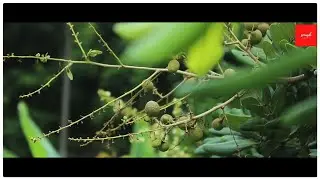 Cinematic Canon EOS 4000D/3000D/T100 Video Test | DSLR