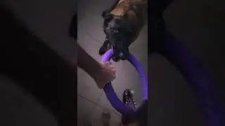 Two big dogs fight each other!? You must see who won! #dogs #funny #foryou