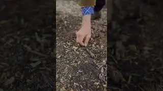 Clear, prep, replant no dig