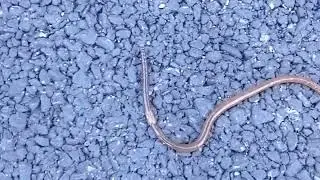 Earthworm Rain ☔ | Explicit 😵 | Scary 😈