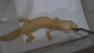 leopard gecko #hewanpeliharaan #reptiles #reptilian #toke #leopardgecko
