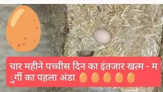 चार महीने पच्चीस दिन का इंतजार खत्म - मुर्गी का पहला अंडा | first egg after 4 months 25 days